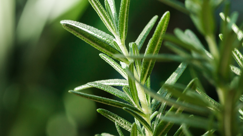 Green leafy plants up close