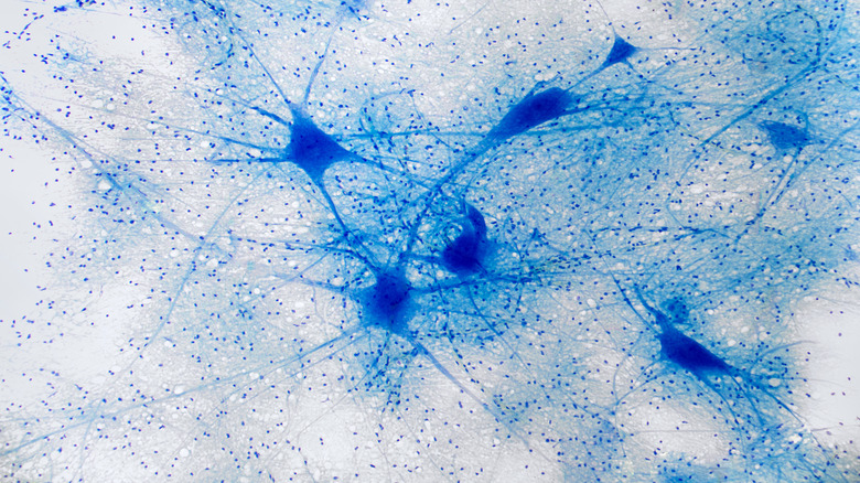 neurons under a microscopic view