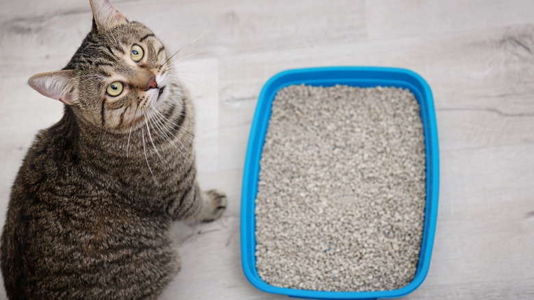 cat sitting by litter box