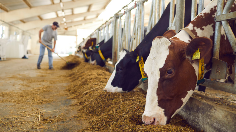 Dairy cows in a barn