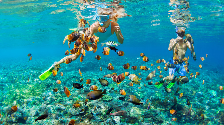 A couple snorkeling among a school of fish