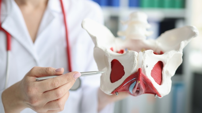 doctor showing anatomical structure of pelvis