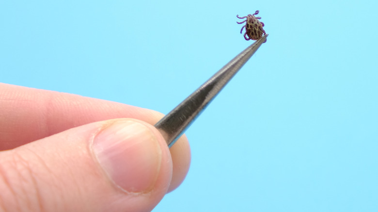 Fingers holding tweezers with tick against blue background