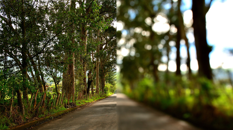 Forest as seen by someone without (left) and with (right) nearsightedness