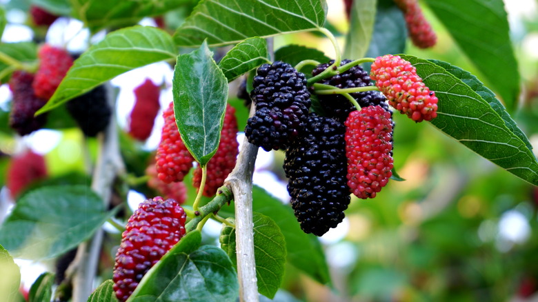 mulberries growing on a tree