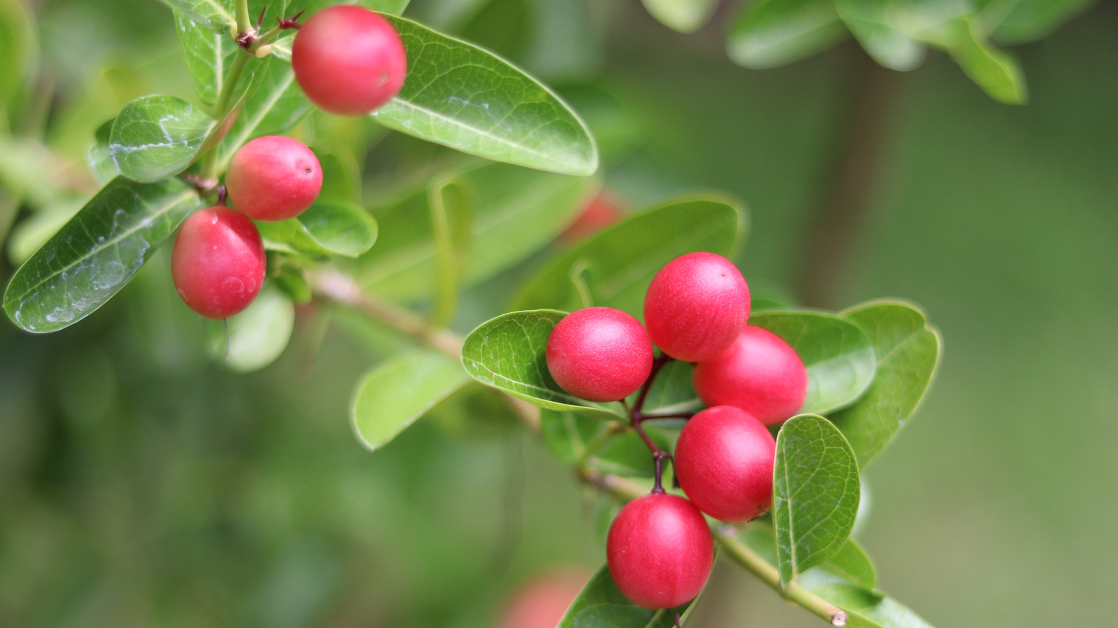 This Miracle Fruit Can Actually Change Your Taste Buds