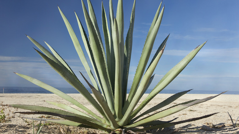 Agave plant