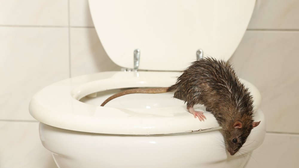 Rat licking a toilet bowl