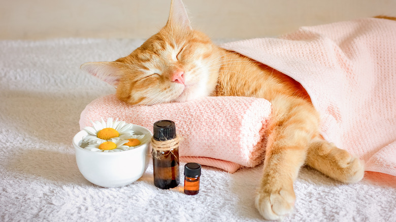 cat sleeping under covers with a bowl of flowers and essential oils nearby