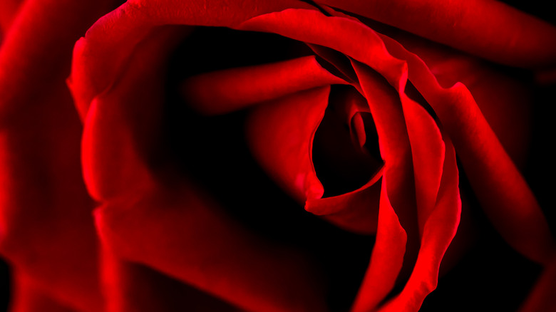 image of red rose 