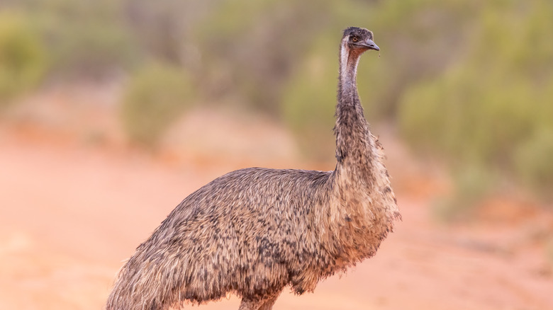Emu with blurred background