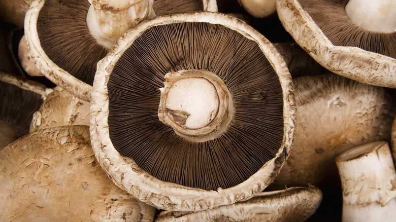 group of portobello mushrooms