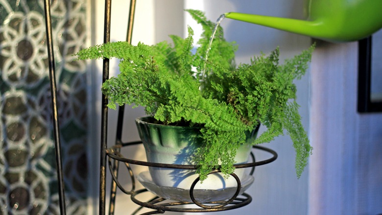 Fern in a pot 