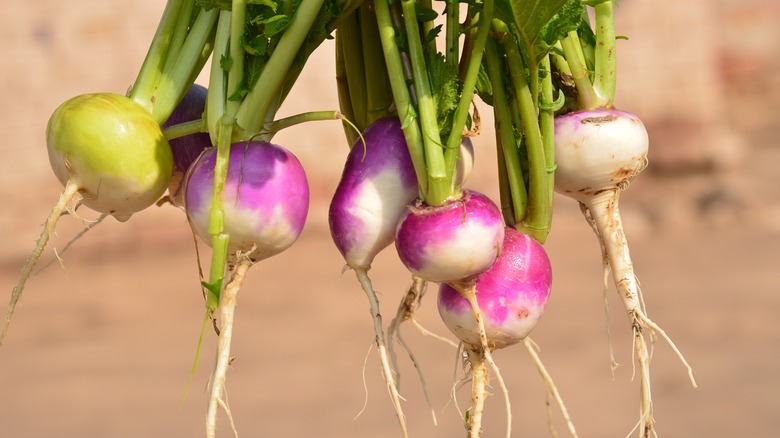 Fresh turnips with greens and roots