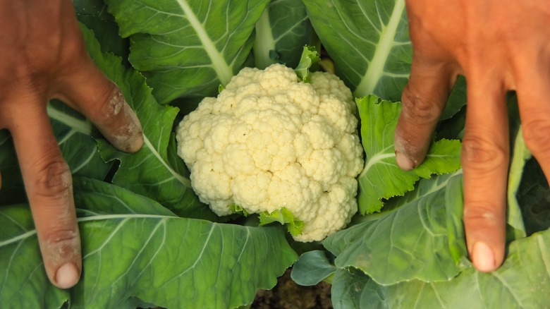 Close up of fresh cauliflower
