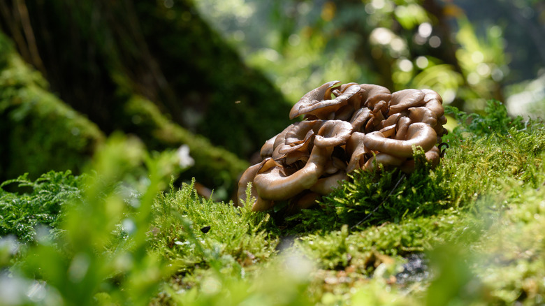 maitake mushrooms growing in nature