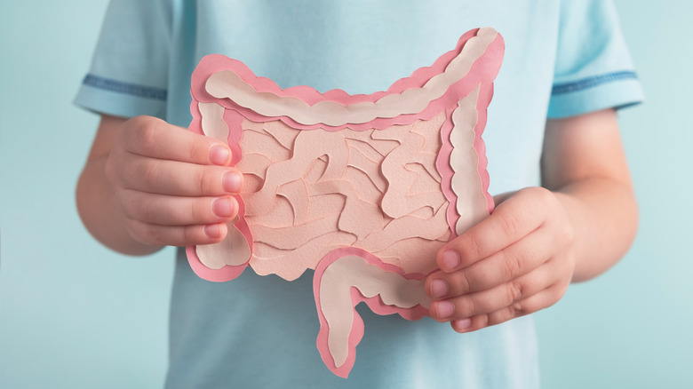 Person holding up a paper recreation of the digestive system