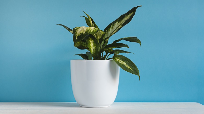 Dieffenbachia or Dumb Cane in a white pot