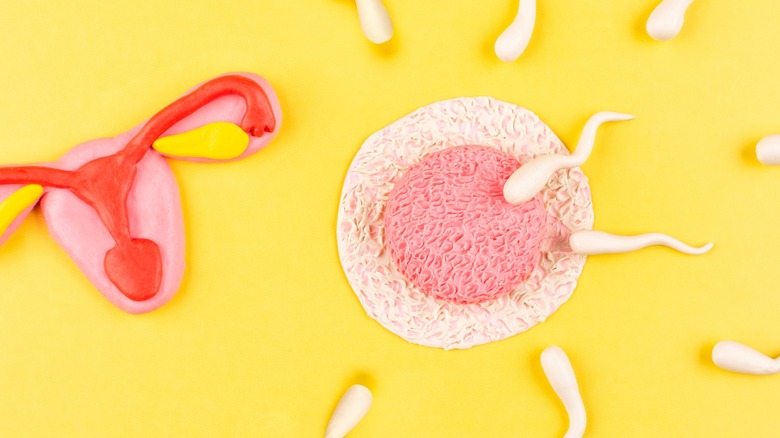 Model of a uterus with sperm on a yellow background