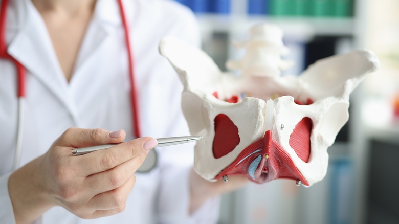 Doctor holding female pelvic floor model