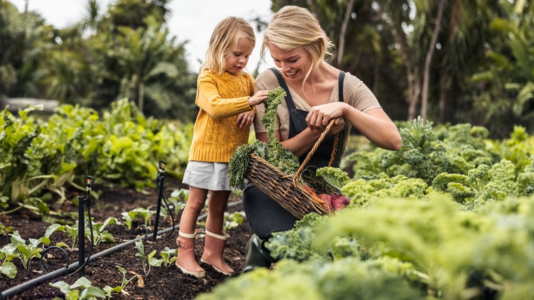 Mother and daughter picking kale