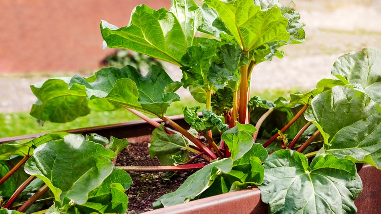 Rhubarb growing in garden