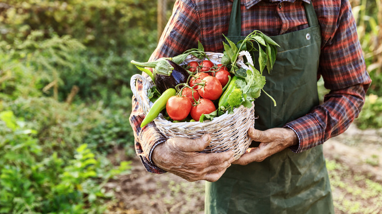 Man carrying basket tomatoes eggplant