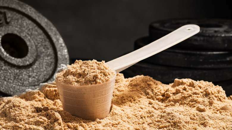 scoop of whey protein next to a weight plate 