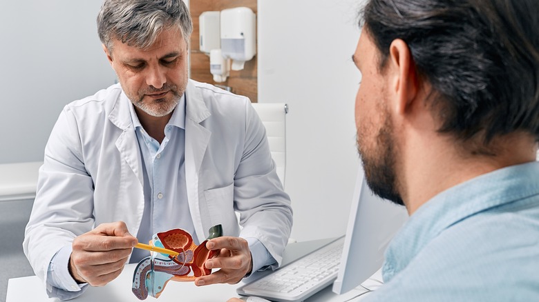 Doctor showing prostate anatomy model to patient 