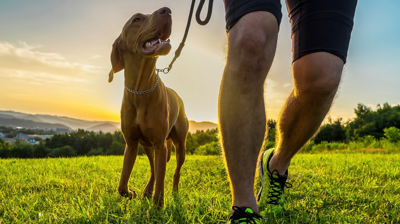 man walking dog in a field 