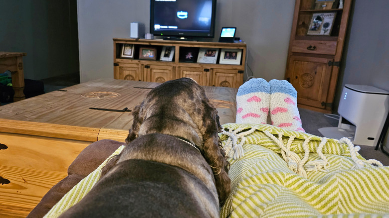 dog and feet in front of TV