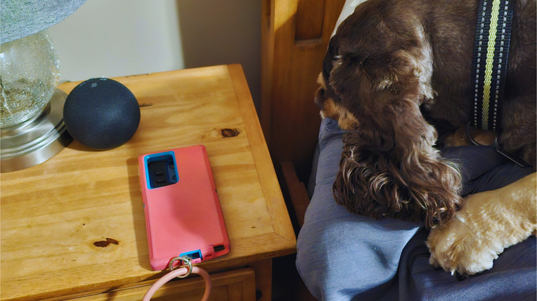 dog looking at phone on nightstand