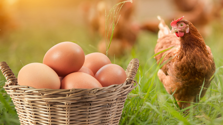 Rooster in field eyeing eggs