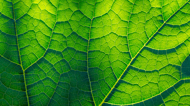 Green leaf with light streaming through