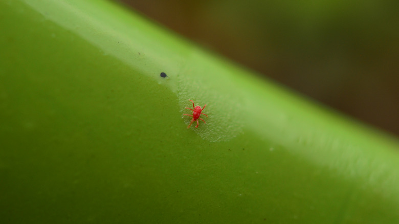 chigger on blade of grass