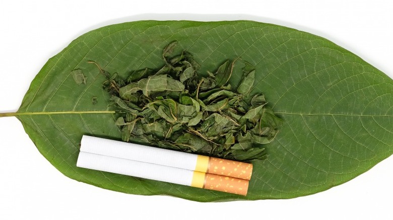 herbal cigarette 