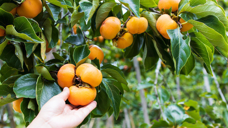 person reaching for persimmons