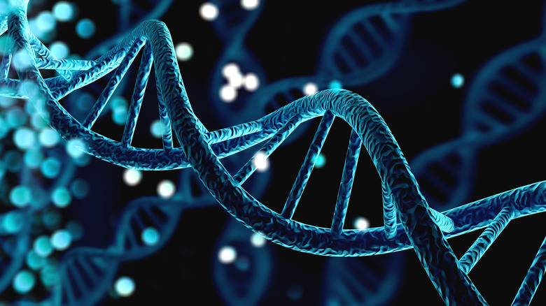 Human blue helix DNA