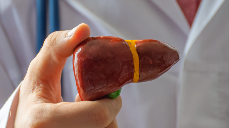 doctor holding a liver model