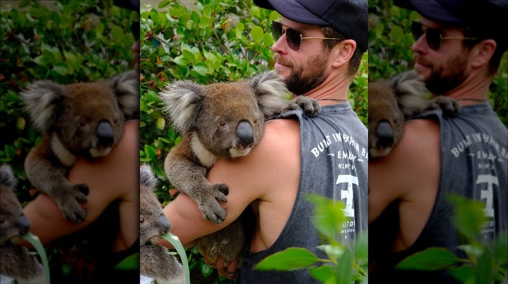 Chris Hemsworth with koala bear