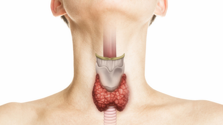 thyroid gland illustration on neck