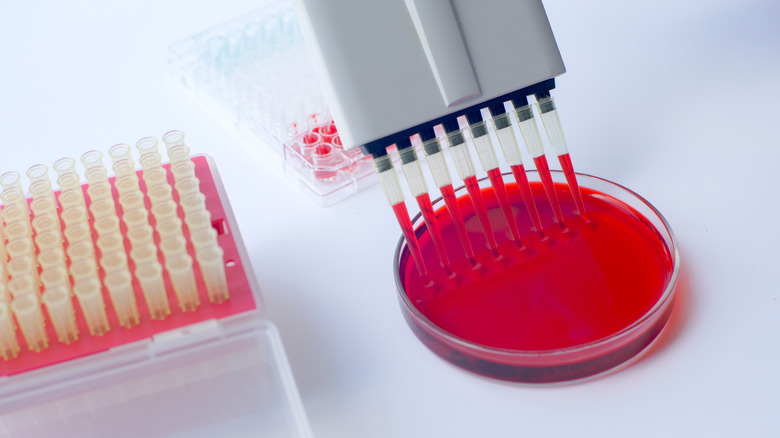 Multichannel pipette and blood sample