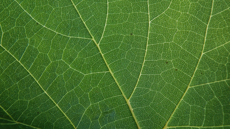 leaf