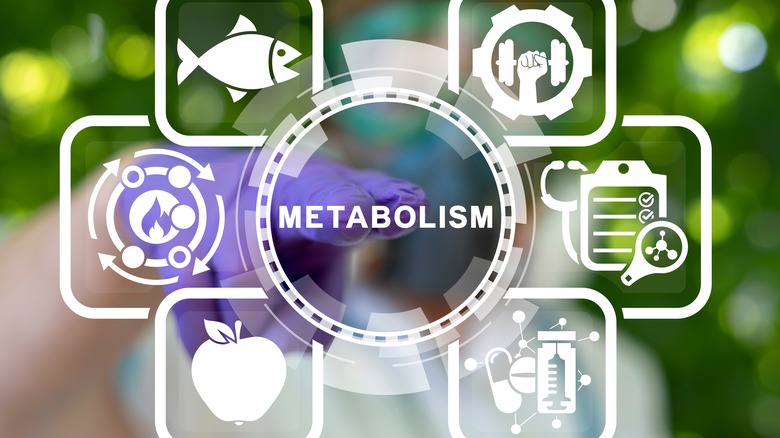 diagram of metabolism with images