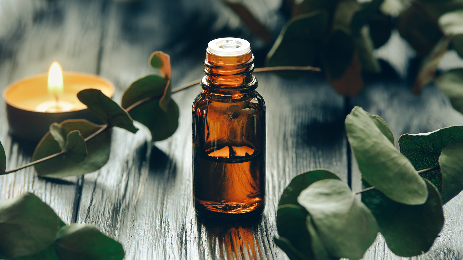 eucalyptus-oil-uses-a-powerhouse-essential-oil