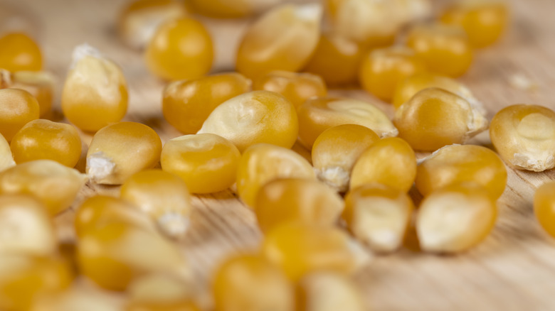 close-up shot of popcorn kernels