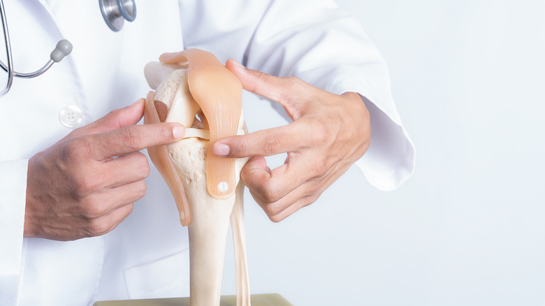 doctor holding model knee joint