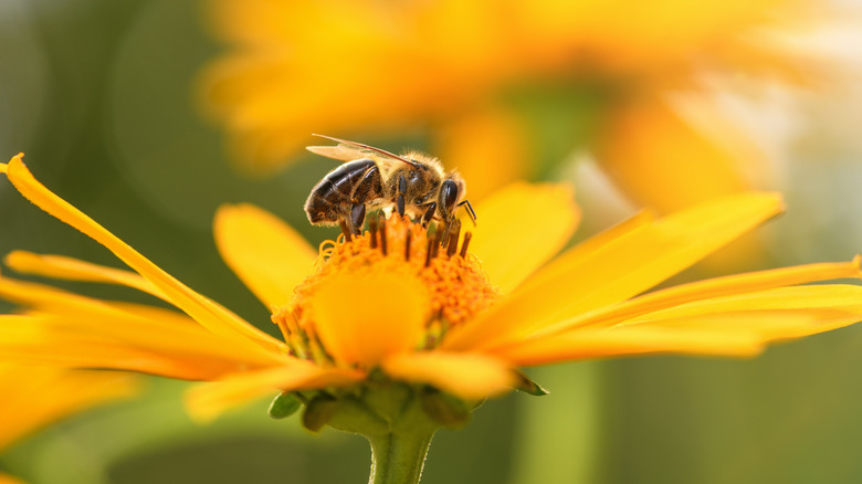 bee sitting on a yellow flower