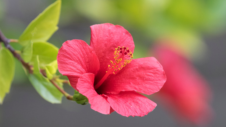 Hibiscus flower outside