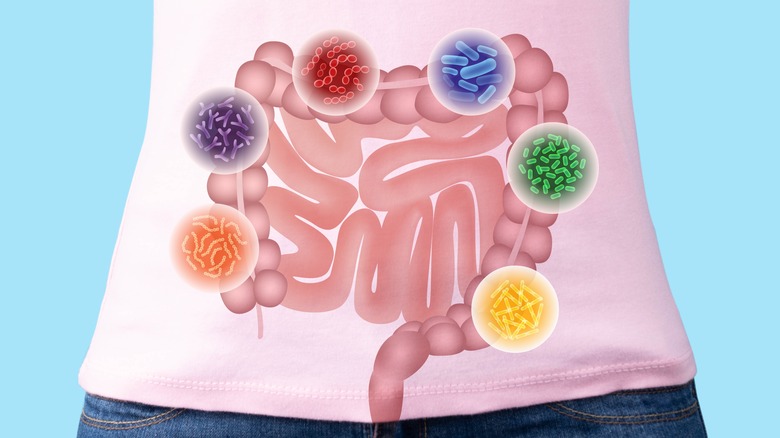 Concept of healthy gut with microbiota and probiotics